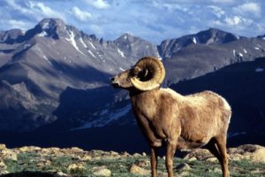 bighorn, Sheep