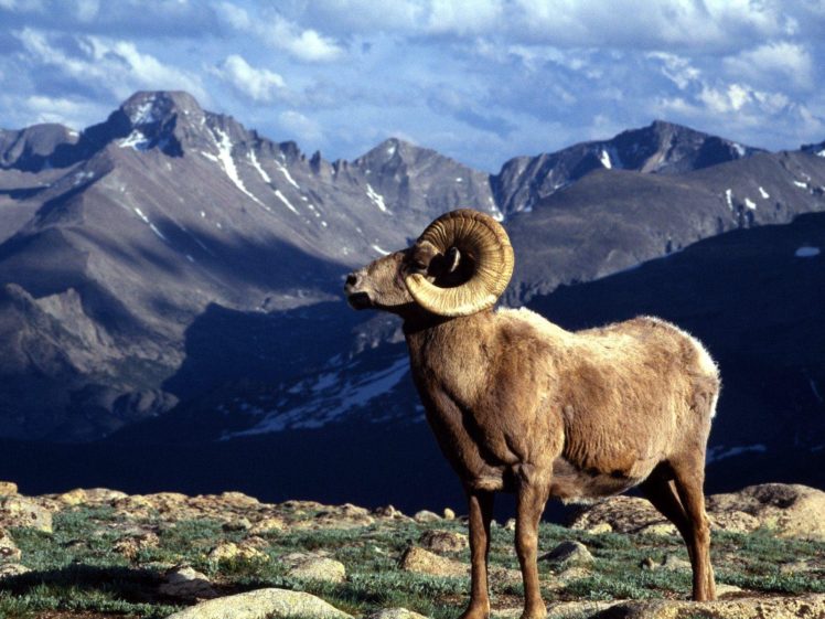 bighorn, Sheep HD Wallpaper Desktop Background