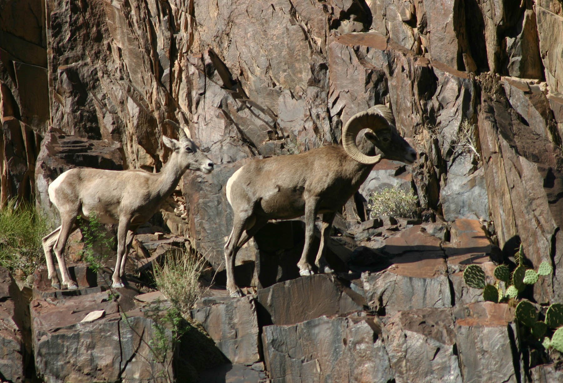 bighorn, Sheep Wallpaper