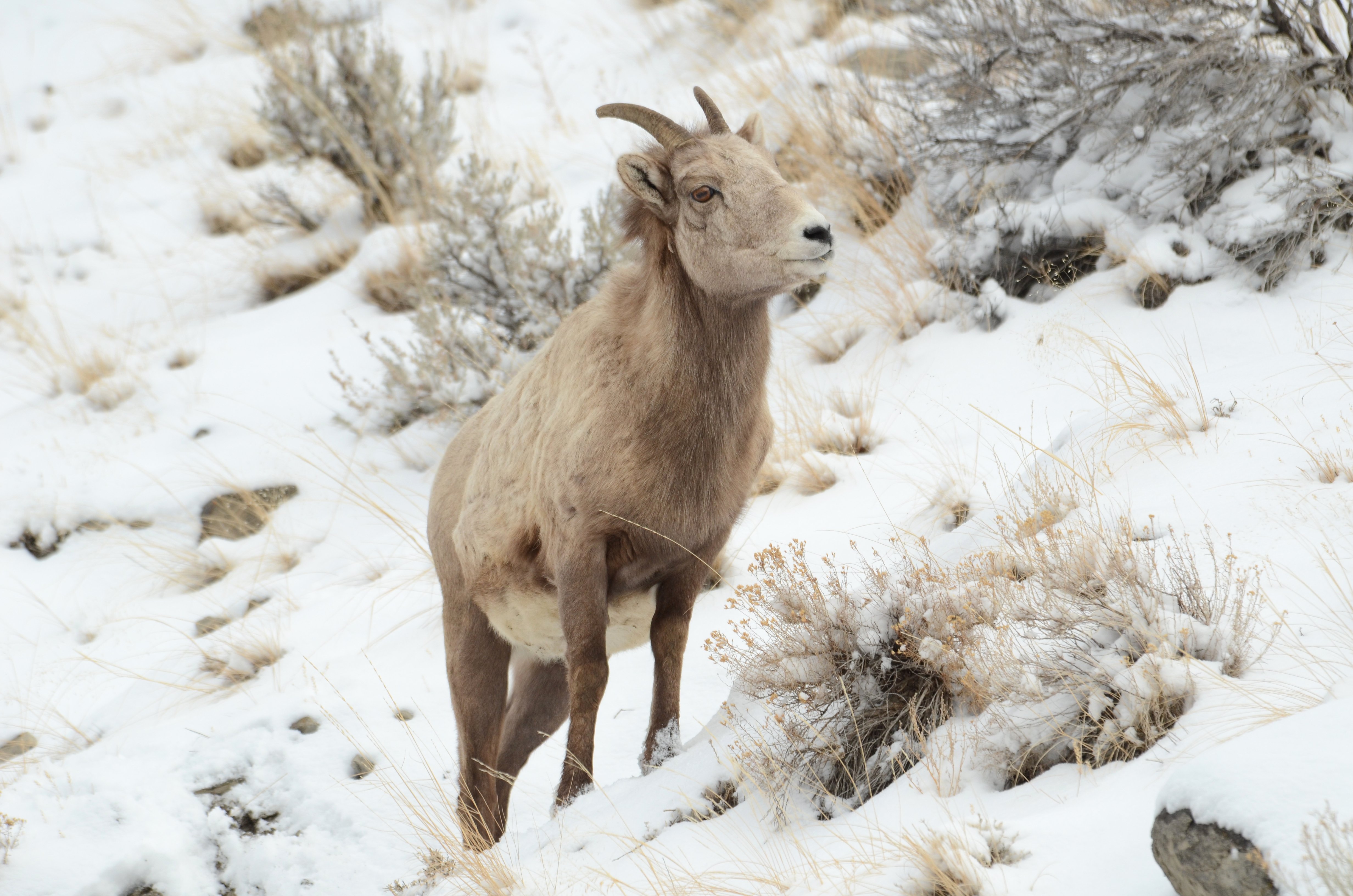 bighorn, Sheep Wallpaper