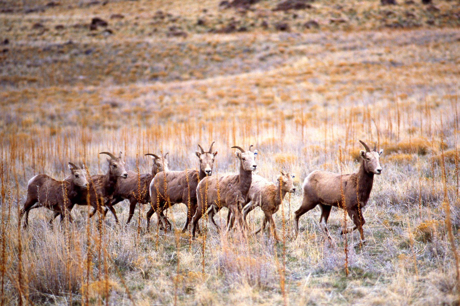 bighorn, Sheep Wallpaper