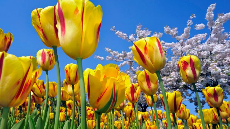 tulip, Fields, Tulips, Field, Flower, Flowers HD Wallpaper Desktop Background