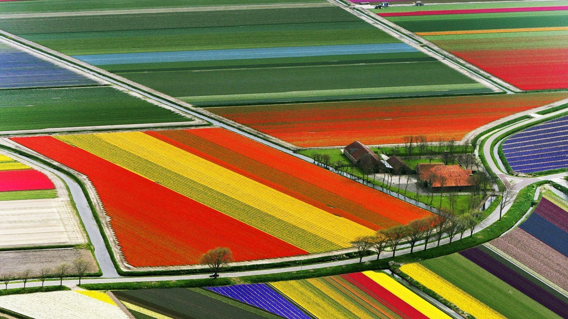 tulip, Fields, Tulips, Field, Flower, Flowers Wallpaper