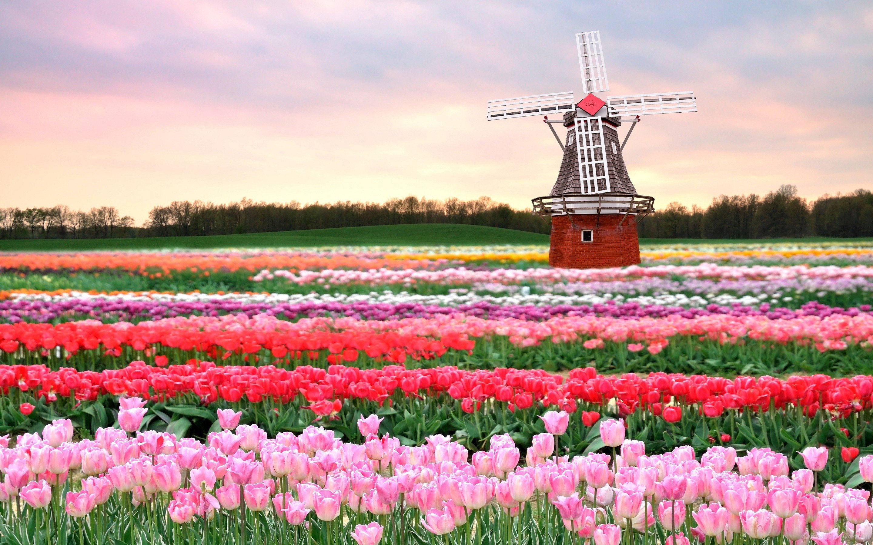 tulip, Fields, Tulips, Field, Flower, Flowers, Windmill Wallpaper