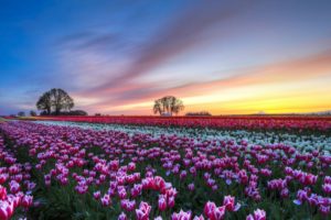 tulip, Fields, Tulips, Field, Flower, Flowers
