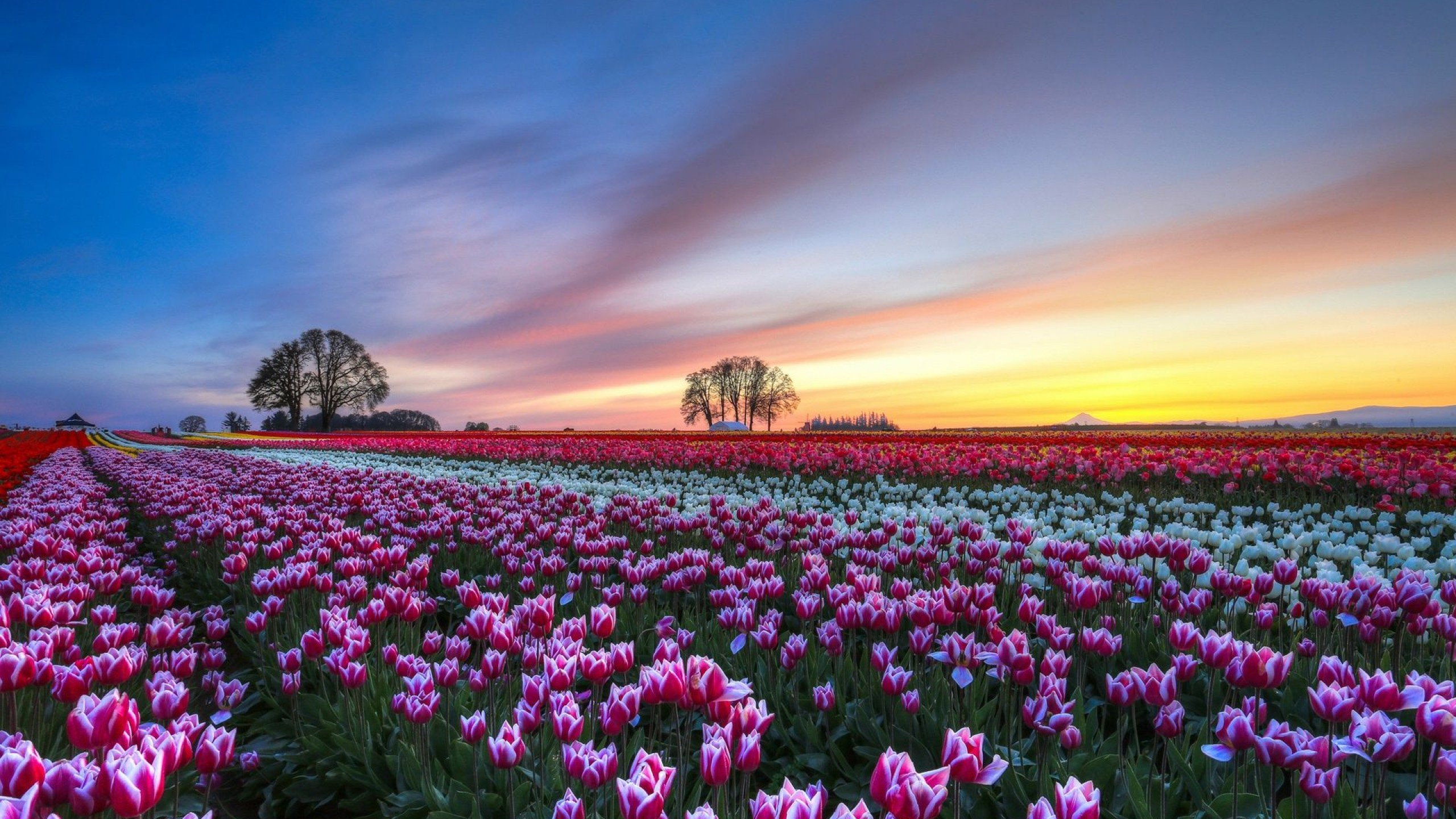 tulip, Fields, Tulips, Field, Flower, Flowers Wallpaper