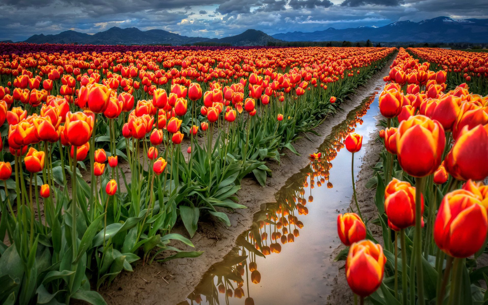 tulip, Fields, Tulips, Field, Flower, Flowers Wallpaper
