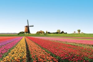 tulip, Fields, Tulips, Field, Flower, Flowers, Windmill