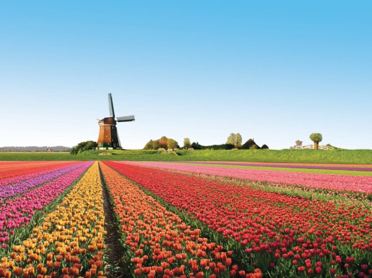 tulip, Fields, Tulips, Field, Flower, Flowers, Windmill HD Wallpaper Desktop Background