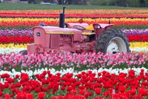 tulip, Fields, Tulips, Field, Flower, Flowers, Tractor