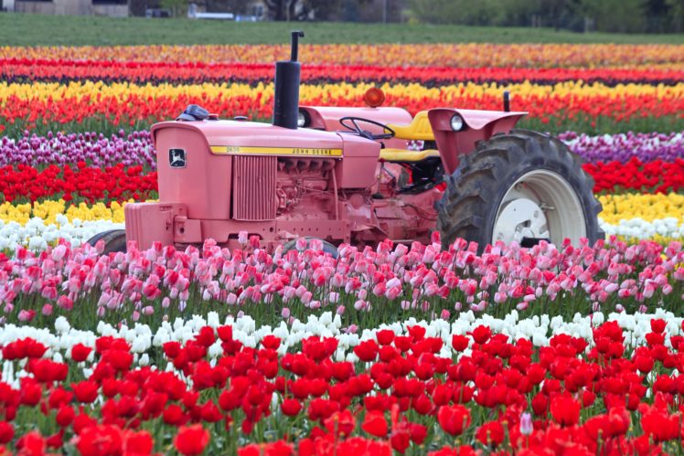 tulip, Fields, Tulips, Field, Flower, Flowers, Tractor HD Wallpaper Desktop Background