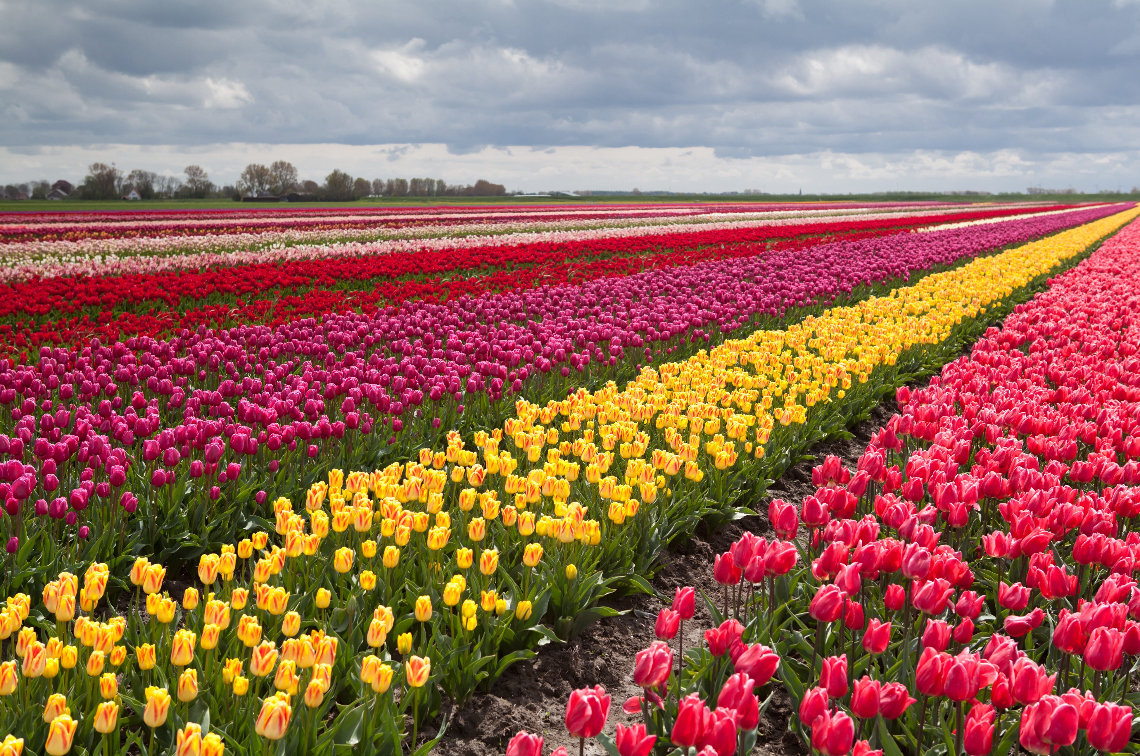 Download tulip, Fields, Tulips, Field, Flower, Flowers Wallpapers ...