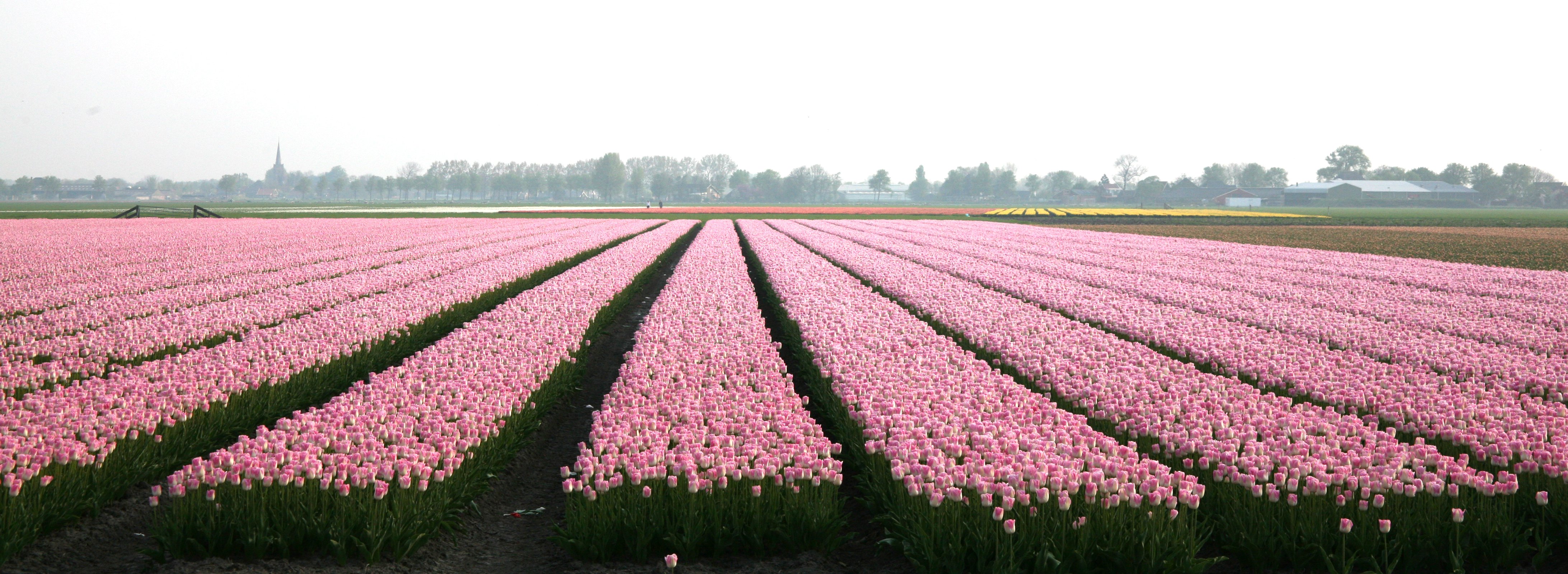 tulip, Fields, Tulips, Field, Flower, Flowers Wallpaper