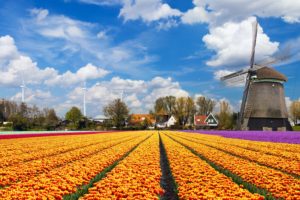 tulip, Fields, Tulips, Field, Flower, Flowers, Windmill