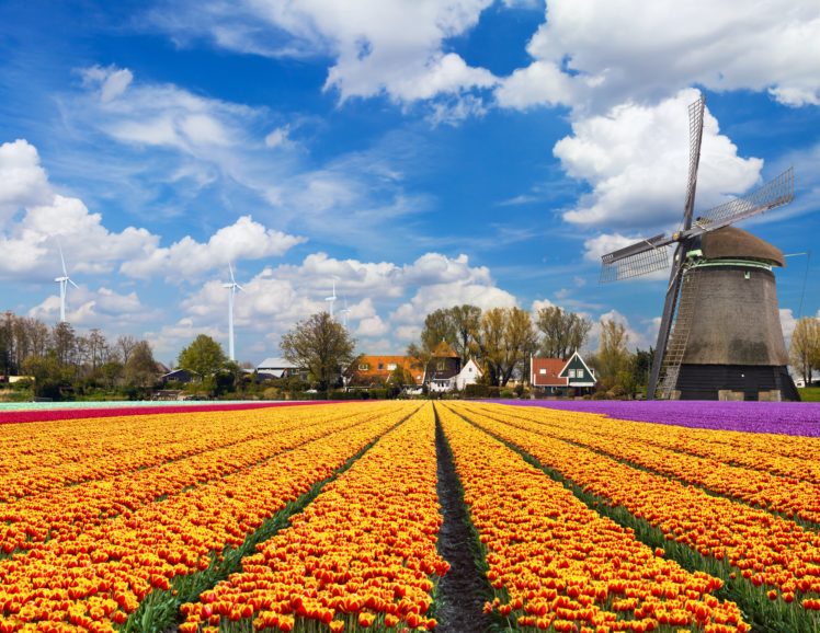 tulip, Fields, Tulips, Field, Flower, Flowers, Windmill HD Wallpaper Desktop Background