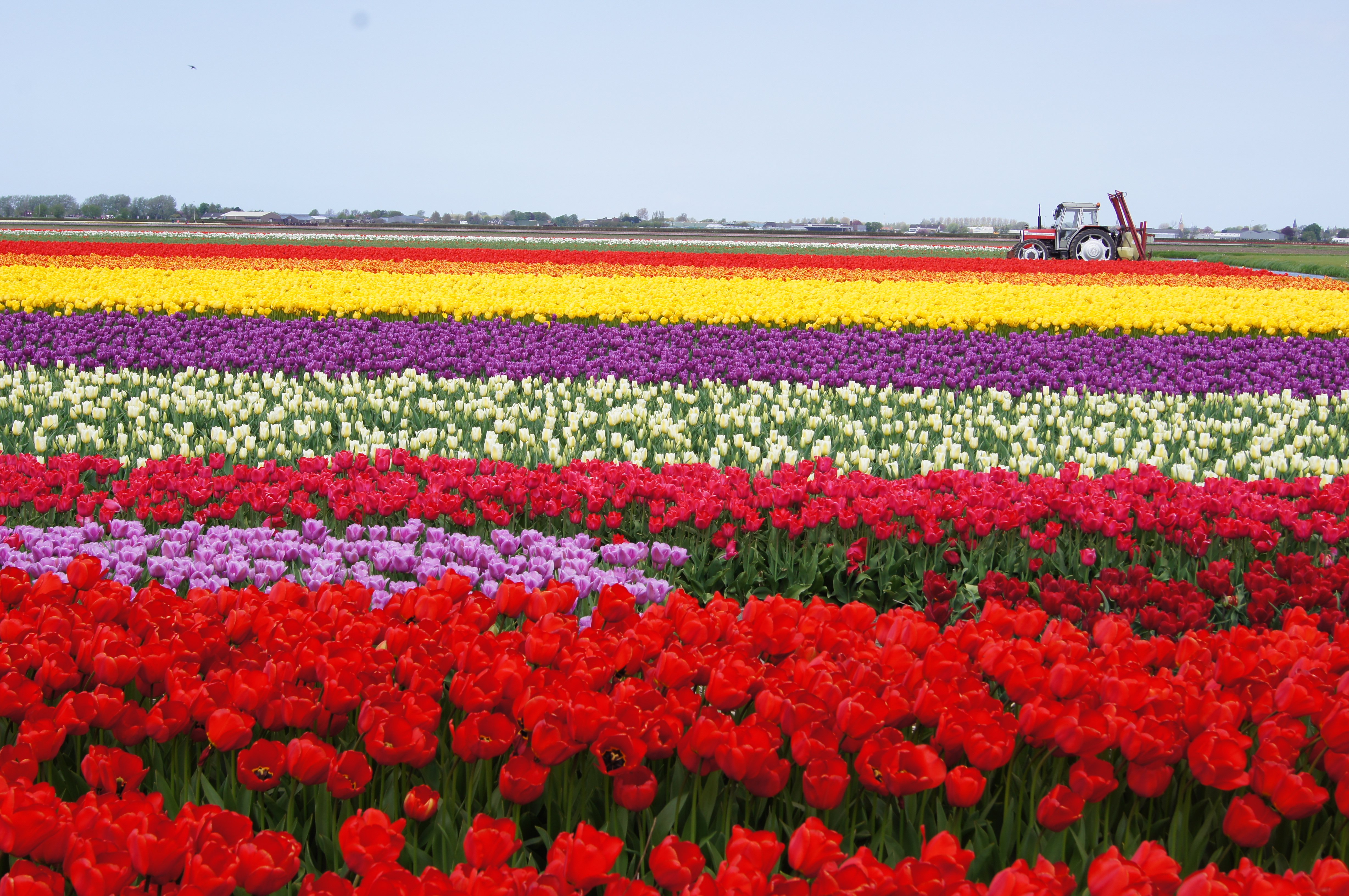 tulip, Fields, Tulips, Field, Flower, Flowers Wallpaper