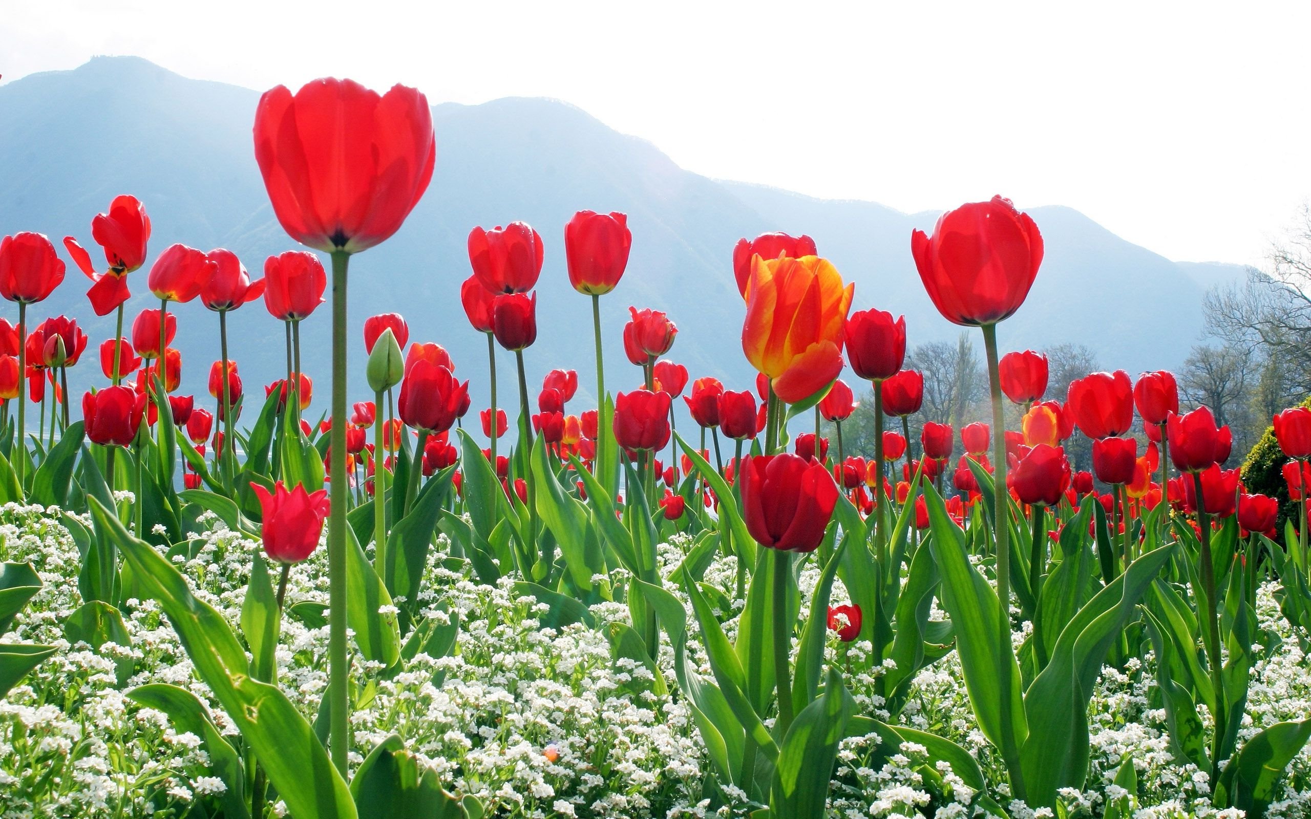 tulip, Fields, Tulips, Field, Flower, Flowers Wallpaper