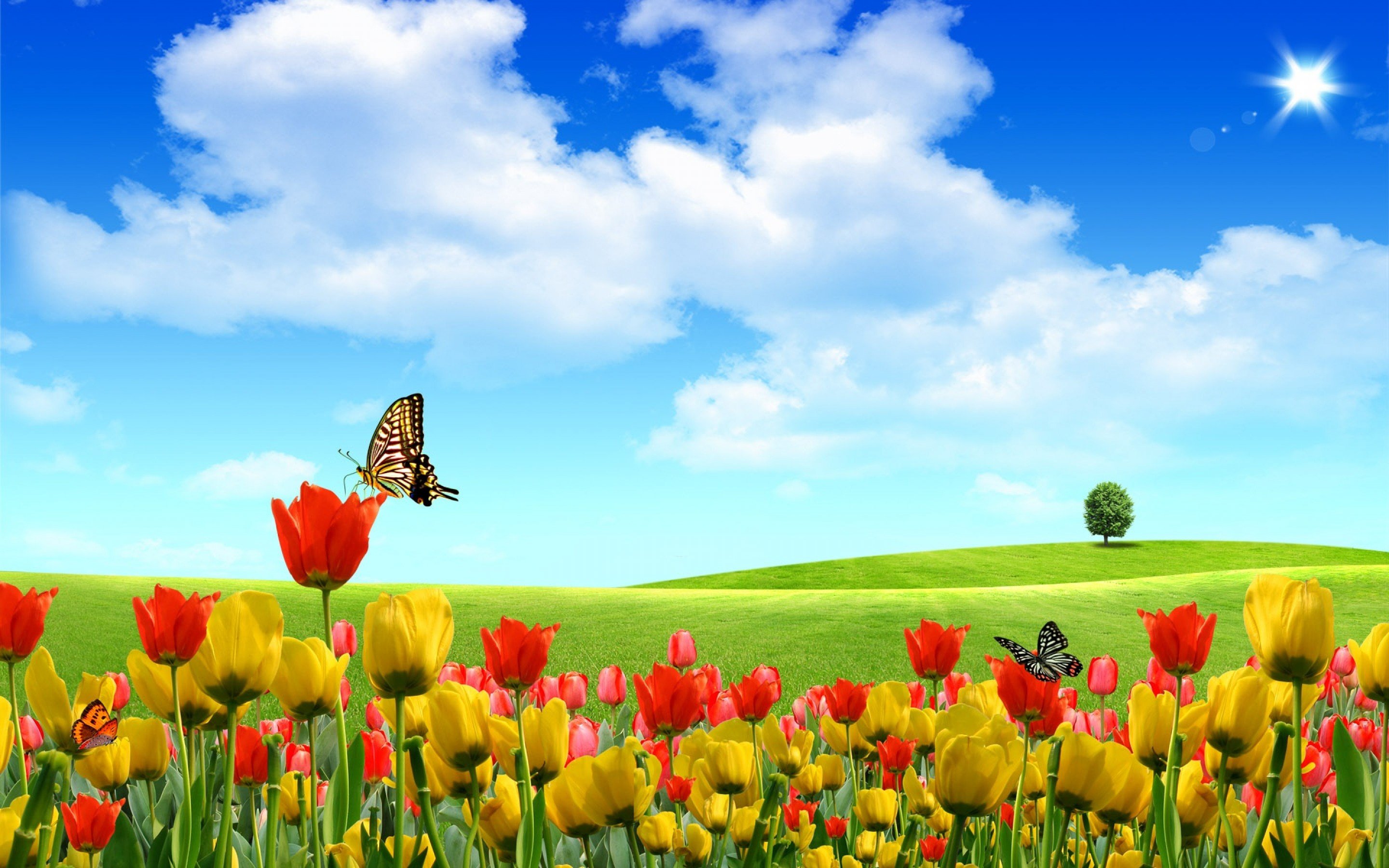 tulip, Fields, Tulips, Field, Flower, Flowers, Butterly, Summer Wallpaper