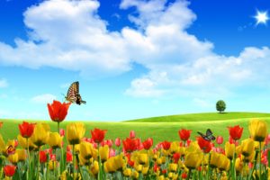 tulip, Fields, Tulips, Field, Flower, Flowers, Butterly, Summer