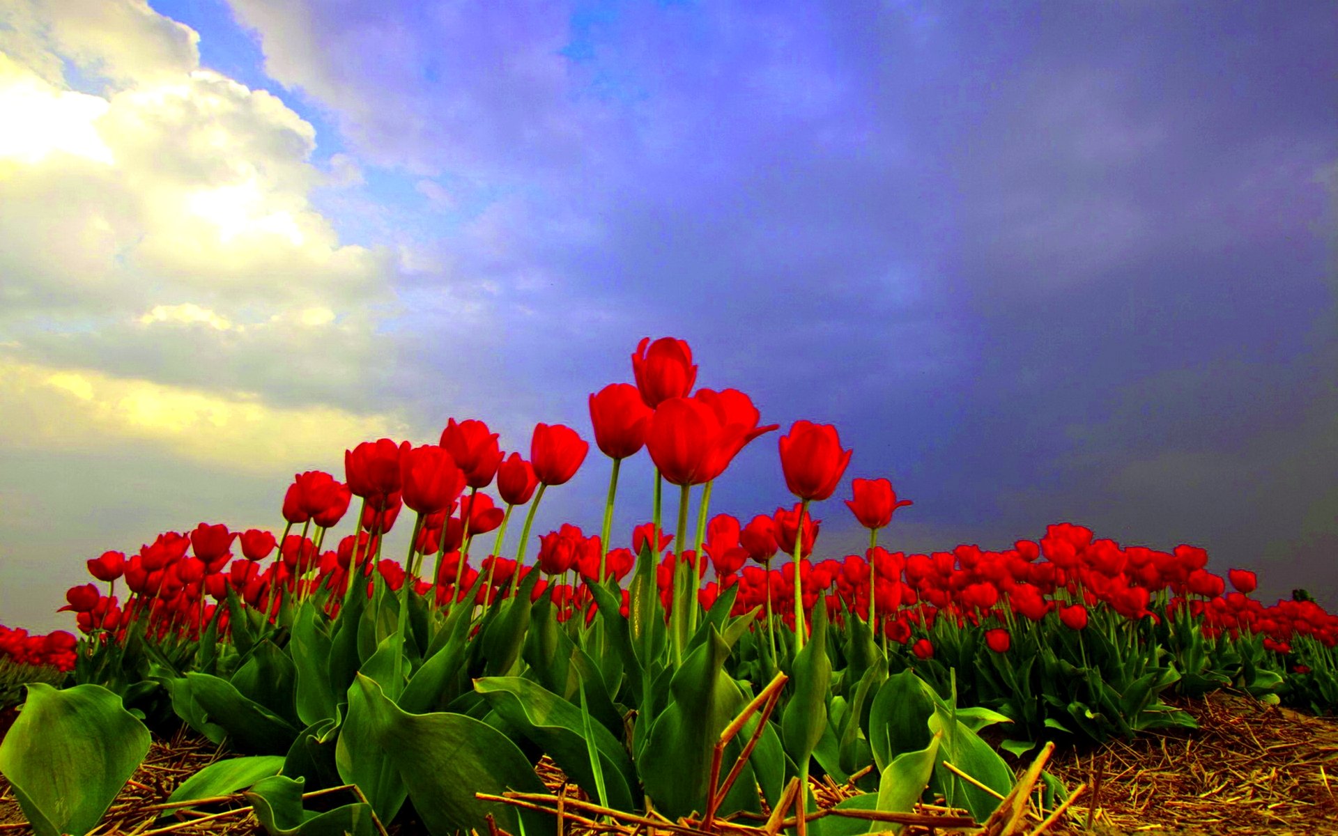 tulip, Fields, Tulips, Field, Flower, Flowers Wallpaper