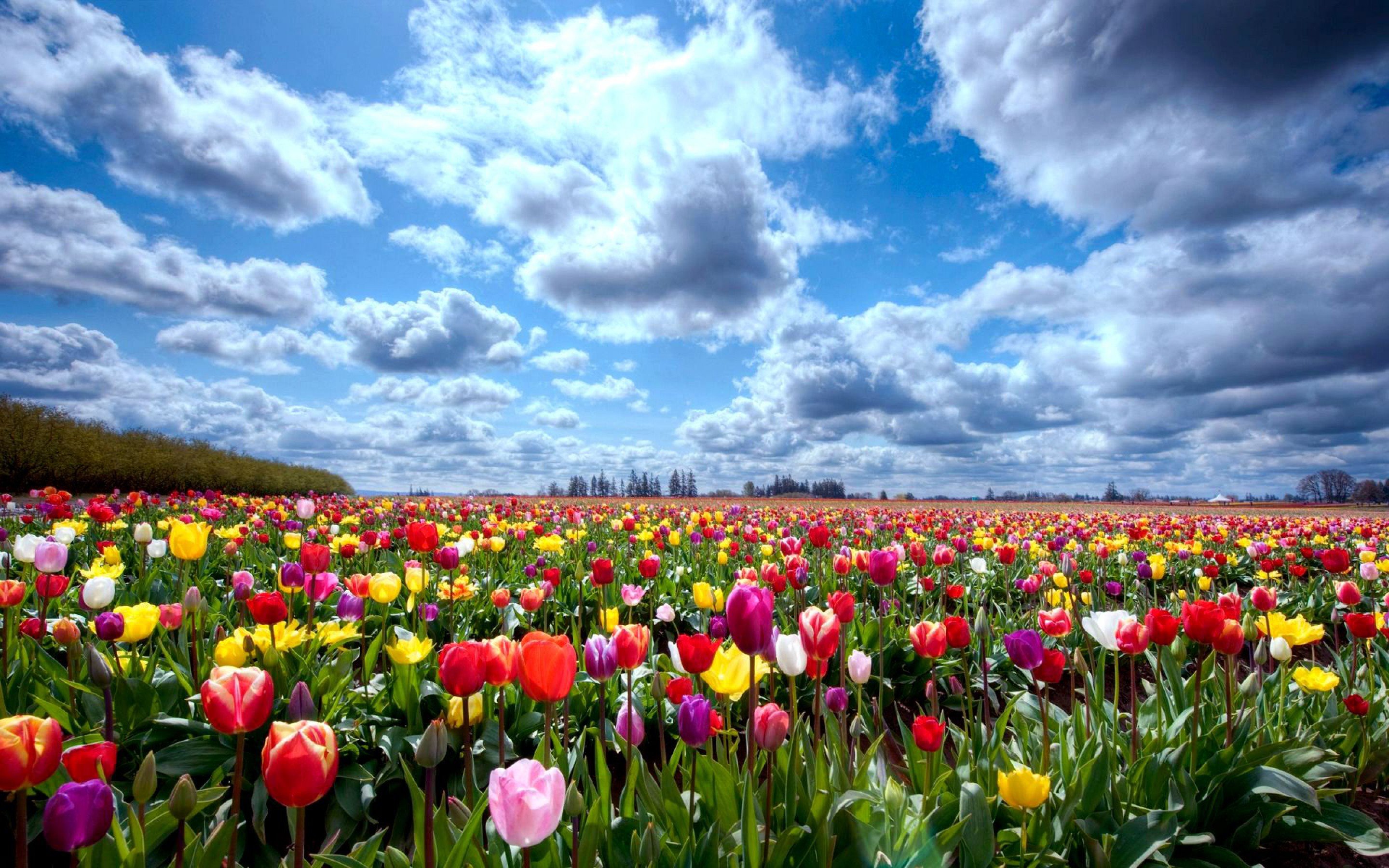 tulip, Fields, Tulips, Field, Flower, Flowers Wallpapers HD / Desktop and  Mobile Backgrounds