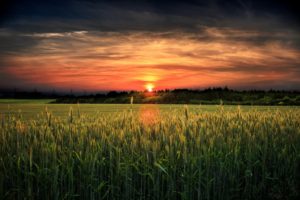 field, Sunset, Landscape, Wheat, Grass