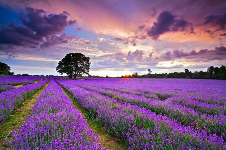 field, England, Lavender, Landscape, Flowers HD Wallpaper Desktop Background