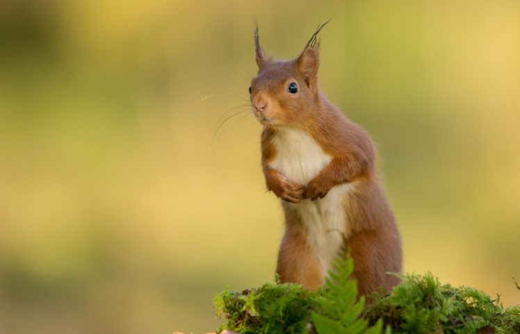 protein, Animal, Rodent, Squirrel HD Wallpaper Desktop Background