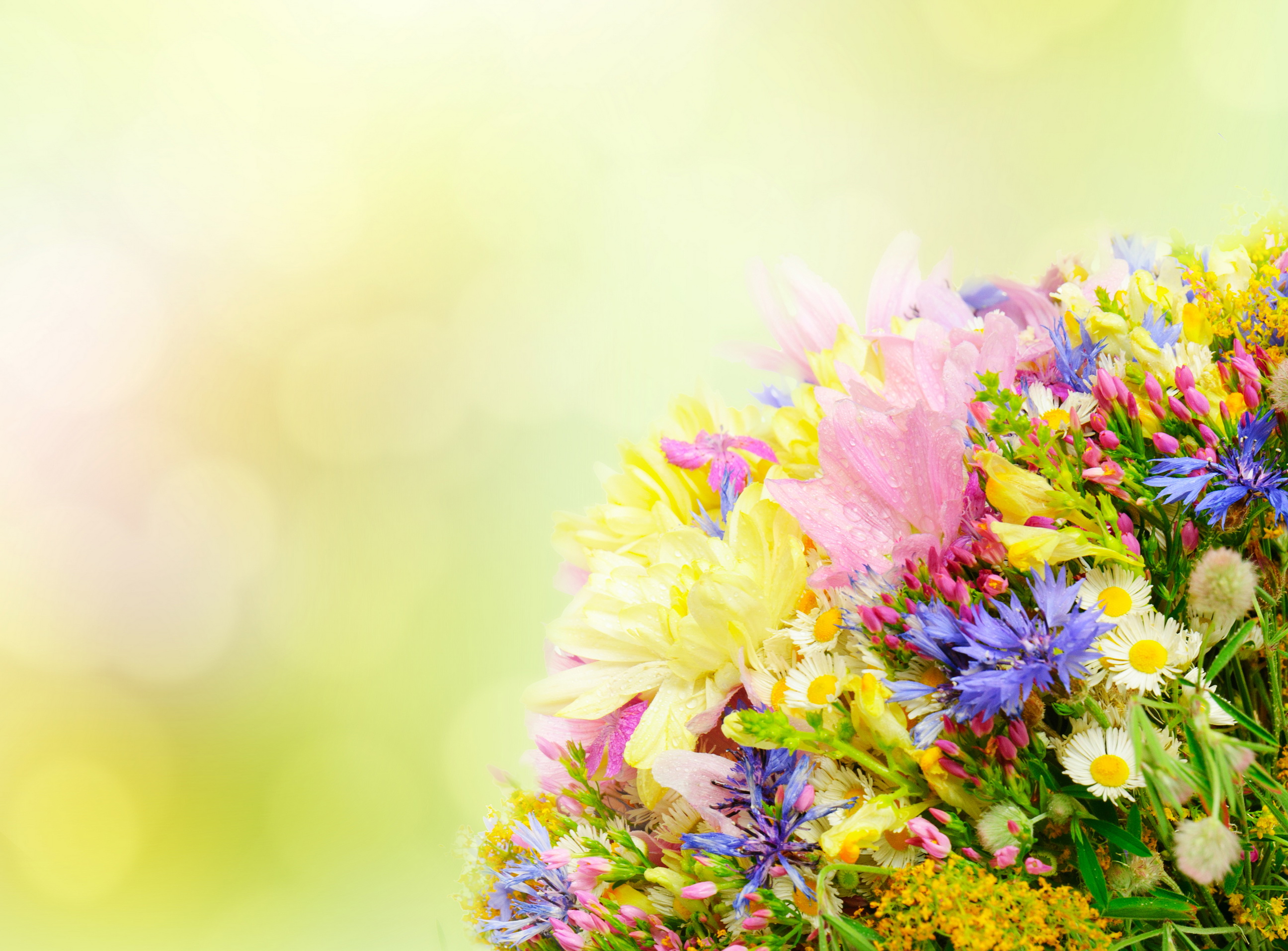 color, Petals, Bouquet, Flowers Wallpaper