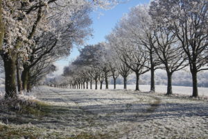 frost, Winter, Snow, Nature, Landscapes, Fields, Trees