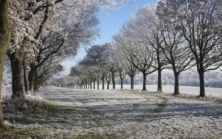frost, Winter, Snow, Nature, Landscapes, Fields, Trees HD Wallpaper Desktop Background