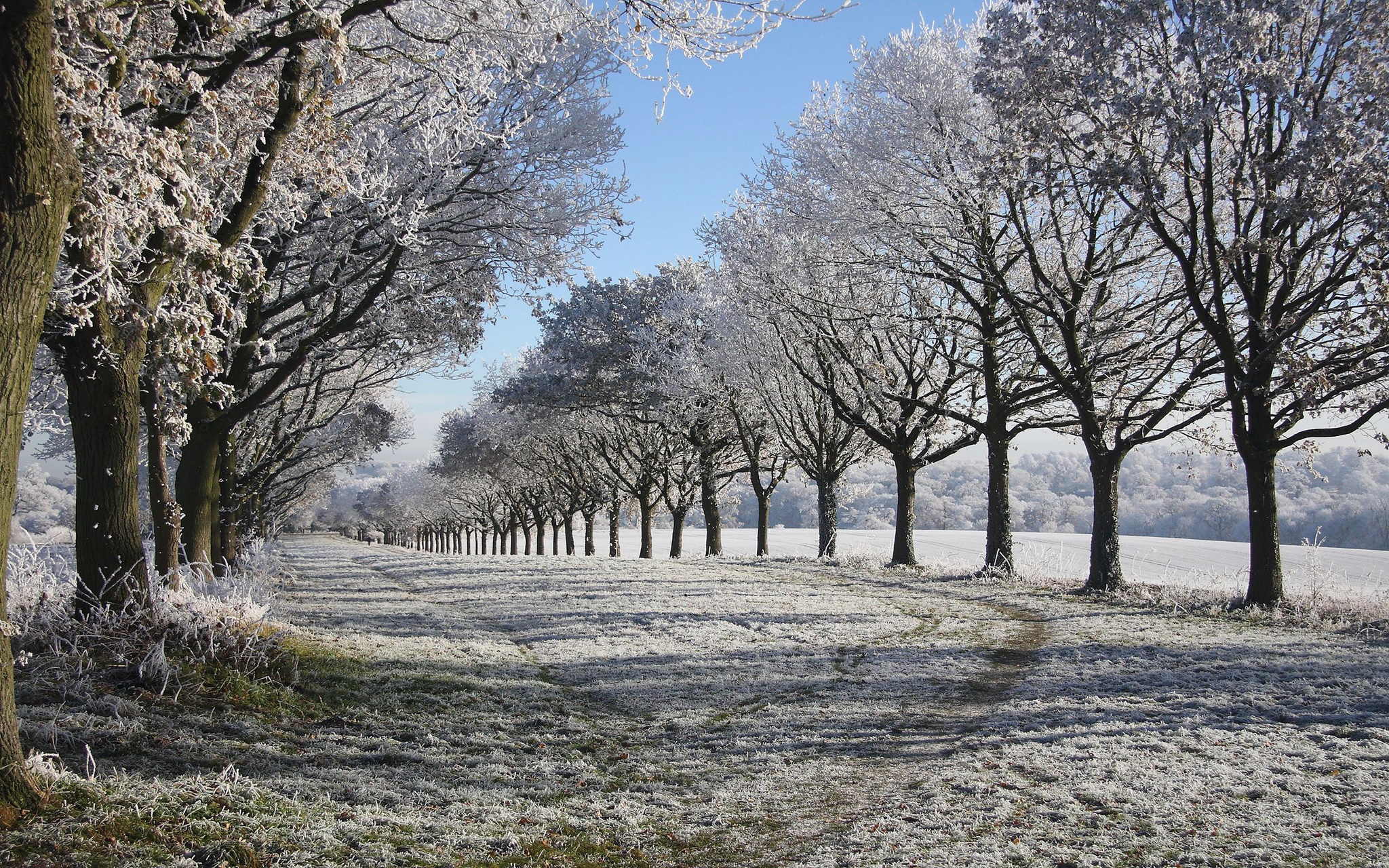 Frost Winter Snow Nature Landscapes Fields Trees Wallpapers HD 