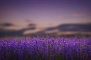 lavender, Flowers, Lilac, Nature, Bokeh