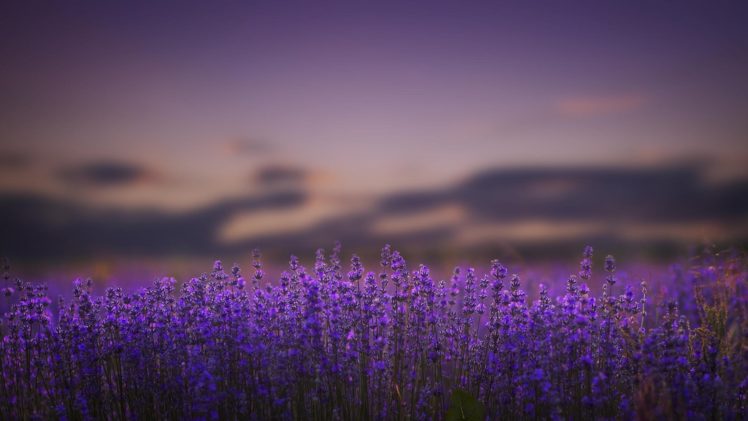 lavender, Flowers, Lilac, Nature, Bokeh HD Wallpaper Desktop Background