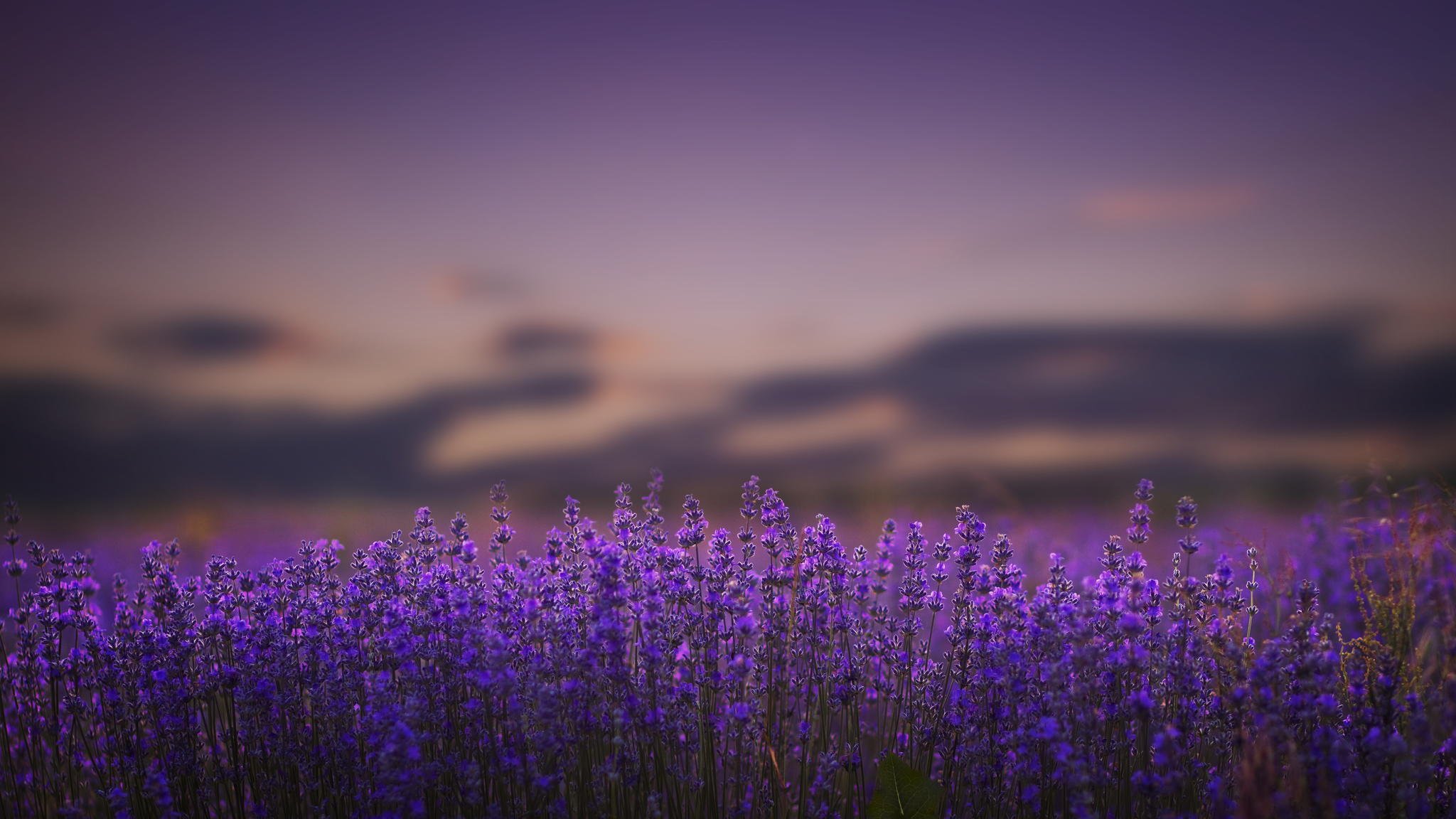 lavender, Flowers, Lilac, Nature, Bokeh Wallpaper