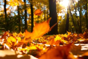 leaves, Macro, Trees, Autumn