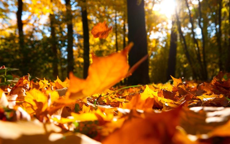 leaves, Macro, Trees, Autumn HD Wallpaper Desktop Background