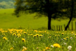 nature, Grass, Dandelions, Green, Blurred, Flowers