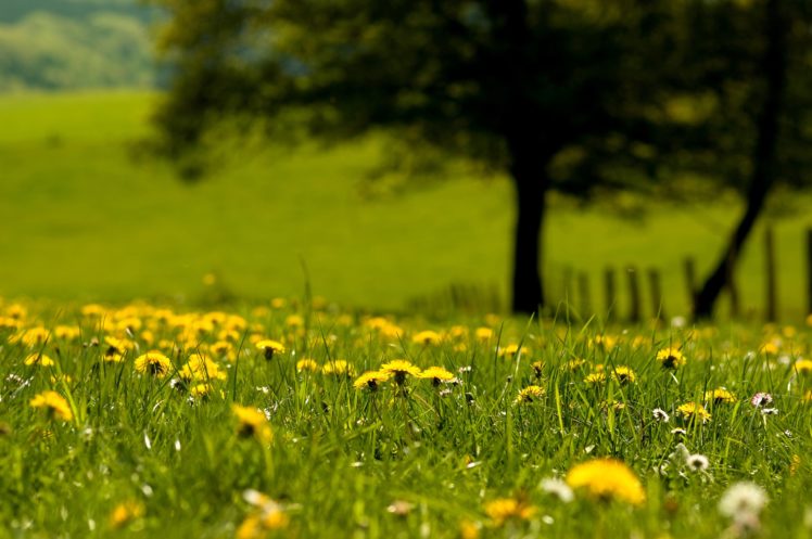 nature, Grass, Dandelions, Green, Blurred, Flowers HD Wallpaper Desktop Background