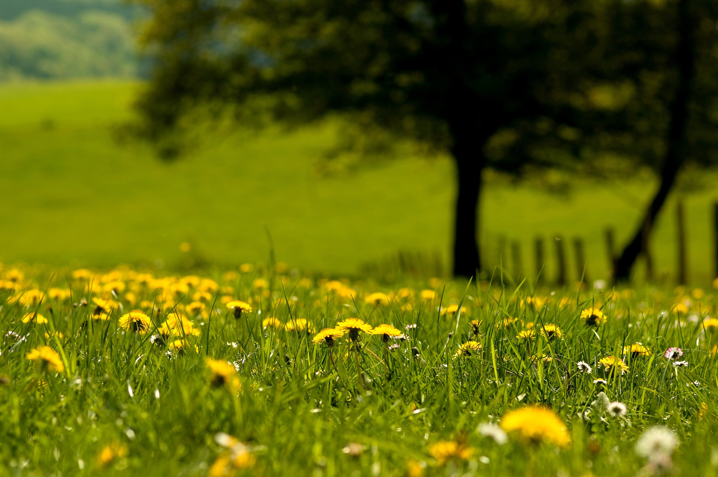 nature, Grass, Dandelions, Green, Blurred, Flowers Wallpaper