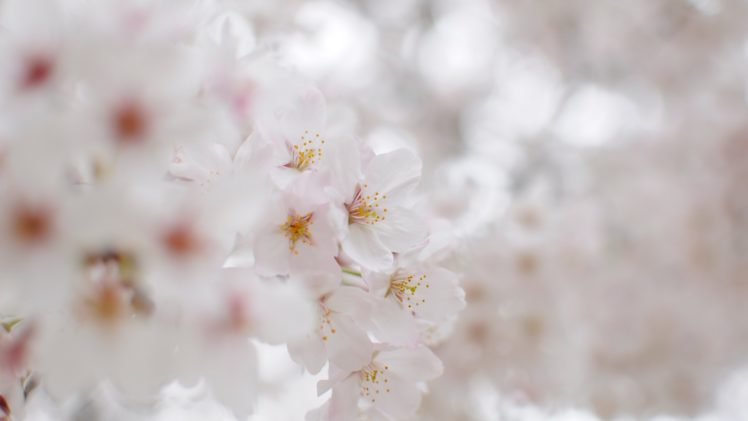 blossoms, Flowers, Fruit, Trees, Bokeh, Soft, Macro HD Wallpaper Desktop Background