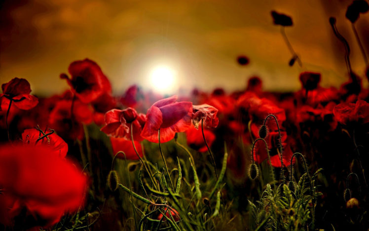 poppy, Flowers, Red, Petals, Sunrise, Sunset, Plants HD Wallpaper Desktop Background