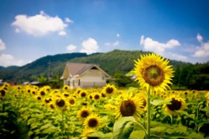 sunflowers, Summer, Field, Nature, Landscapes, Hills, House, Buildings, Architecture, Flower, Yellow