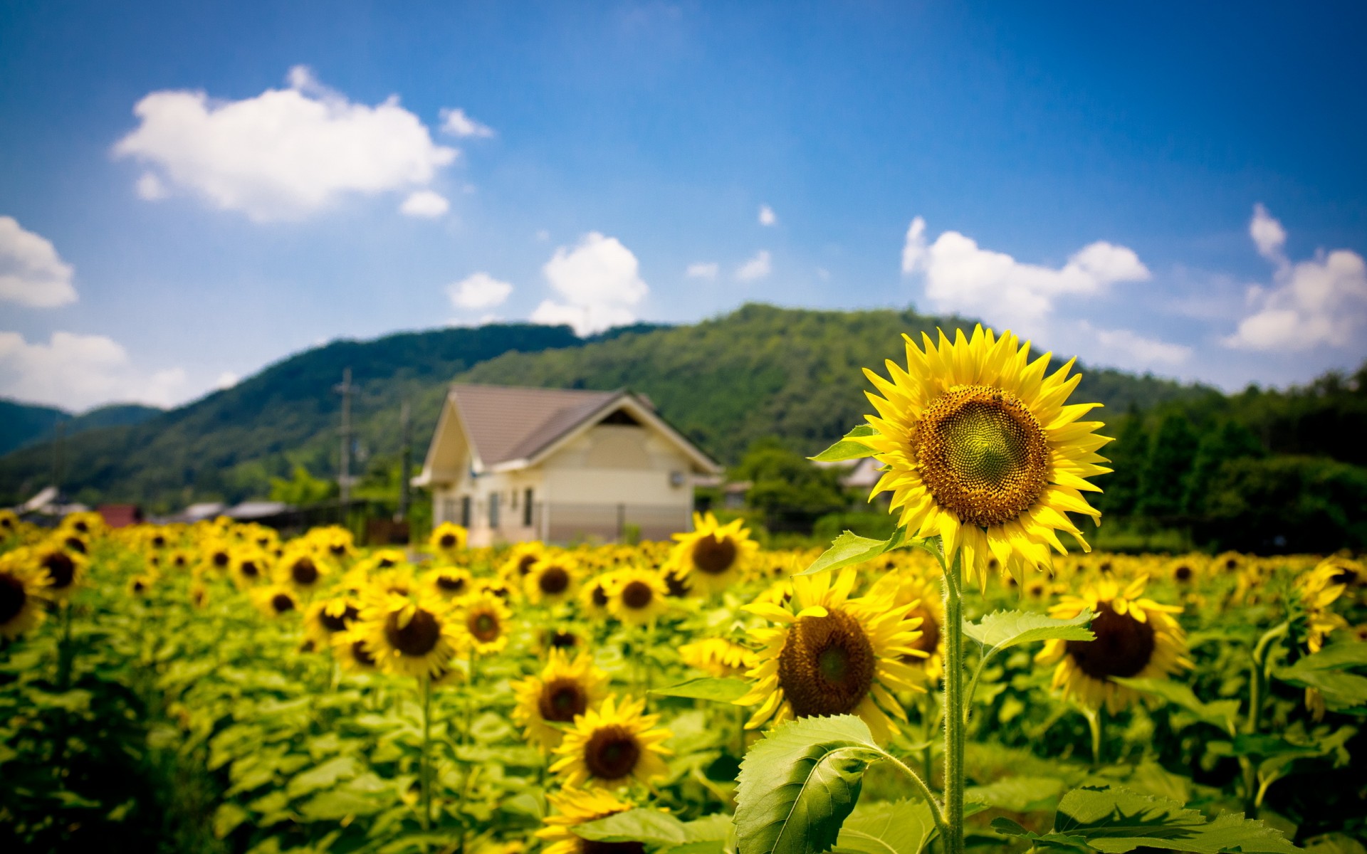sunflowers, Summer, Field, Nature, Landscapes, Hills, House, Buildings, Architecture, Flower, Yellow Wallpaper