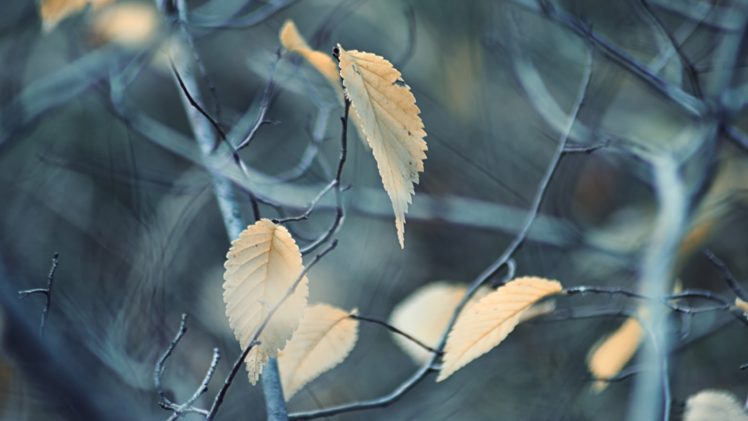 autumn, Leaves, Winter, Dry, Season, Fall, Cold, Tree HD Wallpaper Desktop Background
