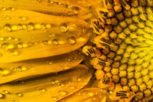 sunflower, Nature, Droplets, Water, Yellow, Petals, Flower, Hdr, Ultrahd, Black, White, Hd, 4k, Wallpaper, 3840×2160
