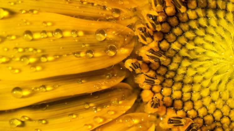 sunflower, Nature, Droplets, Water, Yellow, Petals, Flower, Hdr, Ultrahd, Black, White, Hd, 4k, Wallpaper, 3840×2160 HD Wallpaper Desktop Background