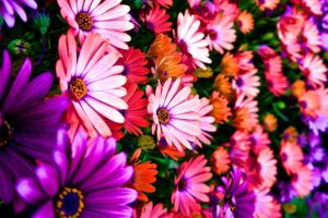 daisies, Flowers, Colorful, Pretty, Spring, Garden, Plenty, Hdr, Ultrahd, Black, White, Hd, 4k, Wallpaper, 3840×2160