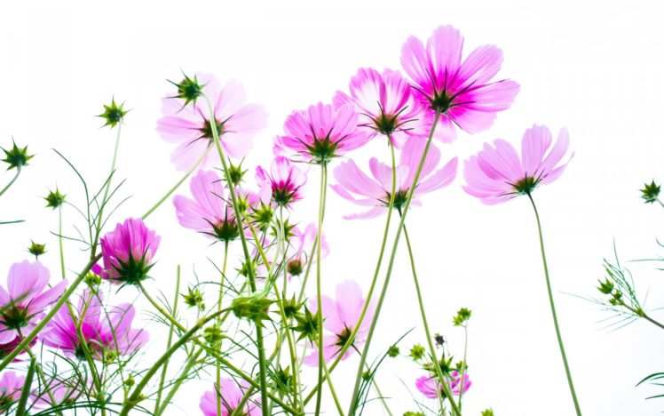 vector, Summer, Flowers, Petals, Plants HD Wallpaper Desktop Background
