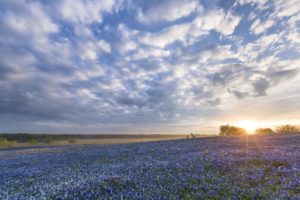 bluebonnet, Sunrise, Ennis, Texas, Flowers, Field